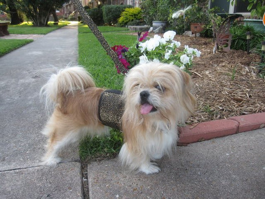 Doggy Holster Small Dog Harness (Made in USA) - Tanks Treasures