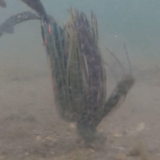 Reaction Tackle Lead Flipping Jigs- 3-PACK - New - Tanks Treasures