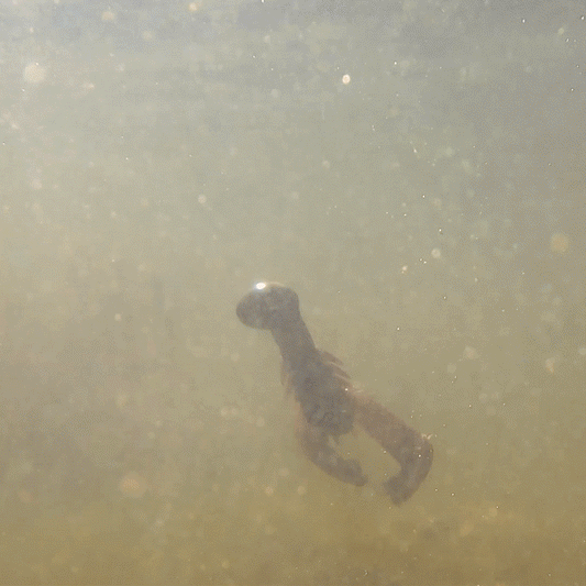 Reaction Tackle Lead Swing Football Jigs- 5-PACK - New - Tanks Treasures