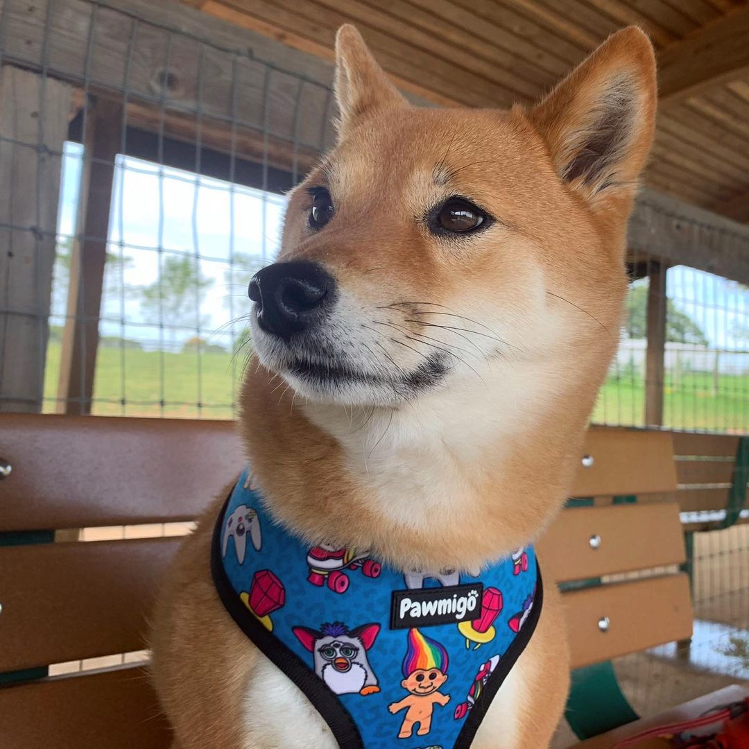 90s Baby Reversible Harness - Tanks Treasures