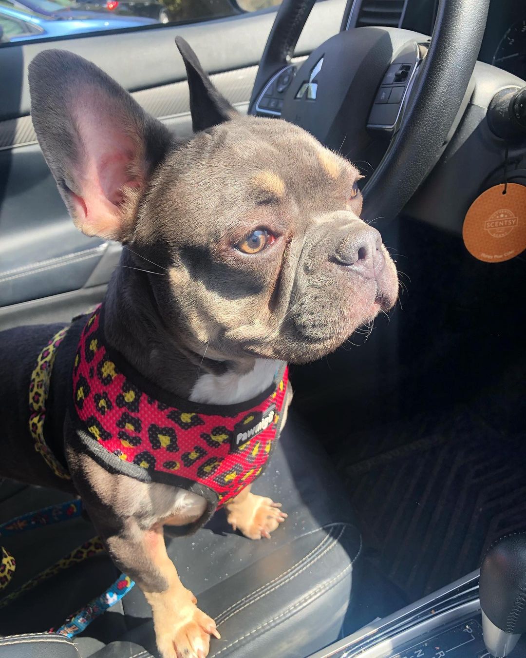 90s Baby Reversible Harness - Tanks Treasures