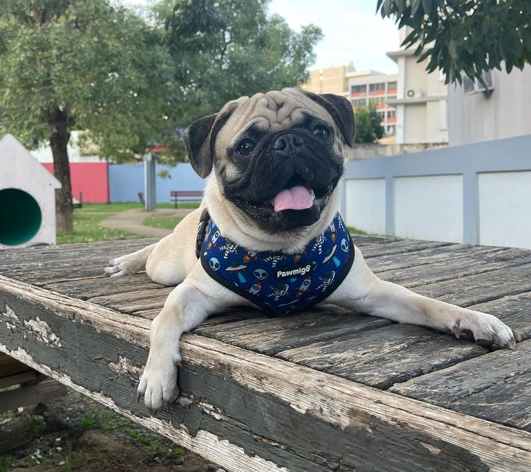 Extra-Furrestrial Reversible Harness - Tanks Treasures