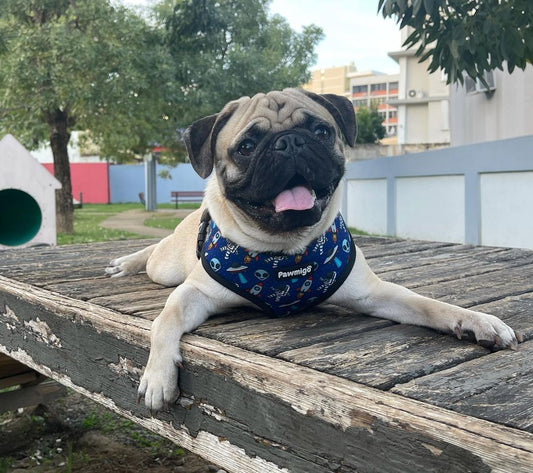 Extra-Furrestrial Reversible Harness - Tanks Treasures