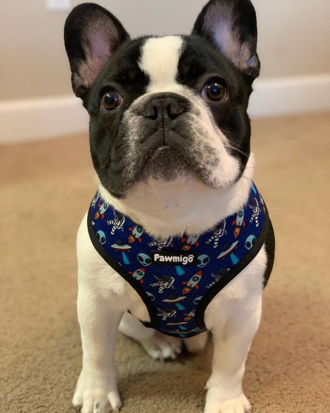 Extra-Furrestrial Reversible Harness - Tanks Treasures