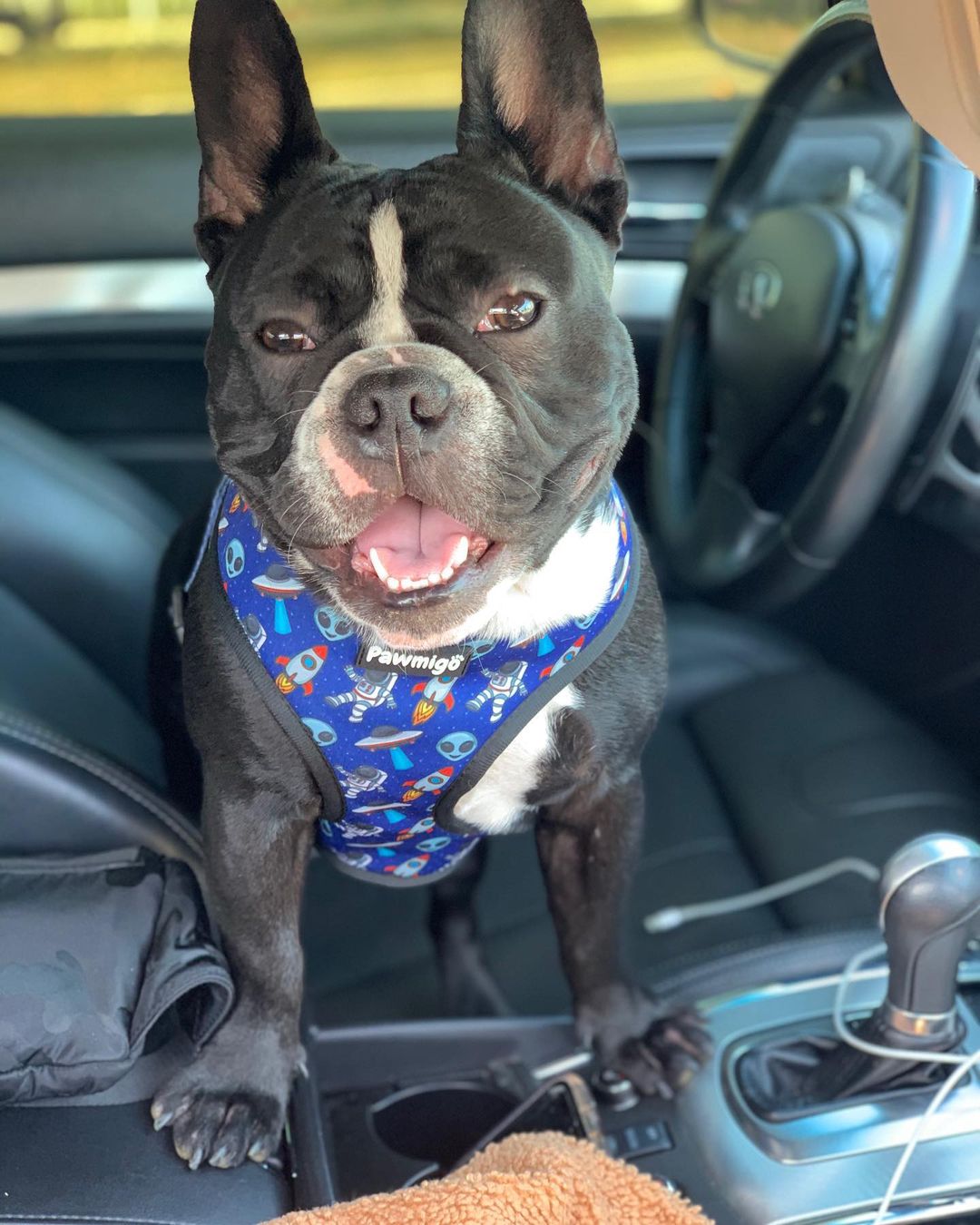 Extra-Furrestrial Reversible Harness - Tanks Treasures