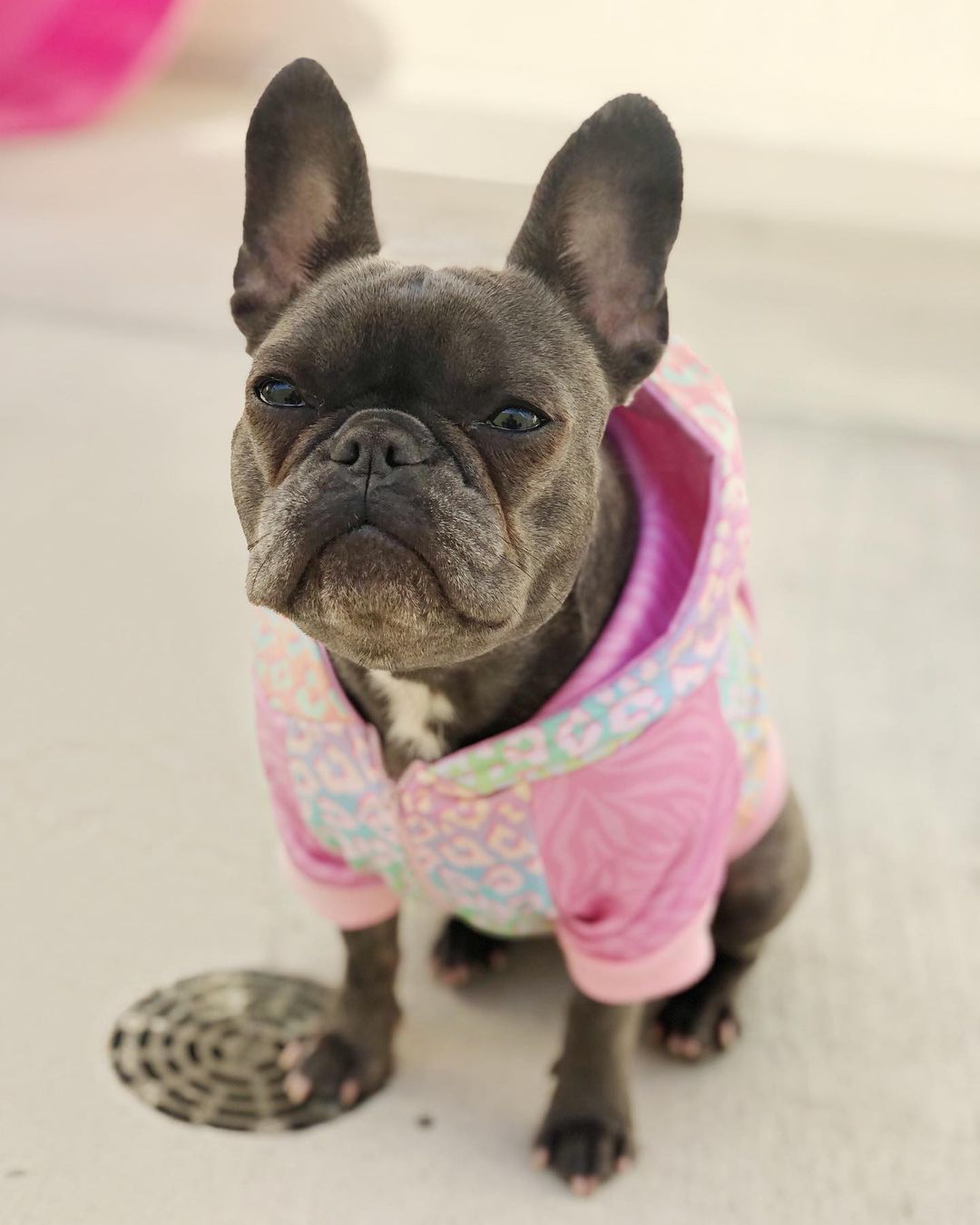 Slumber Pawty Hoodie - Tanks Treasures