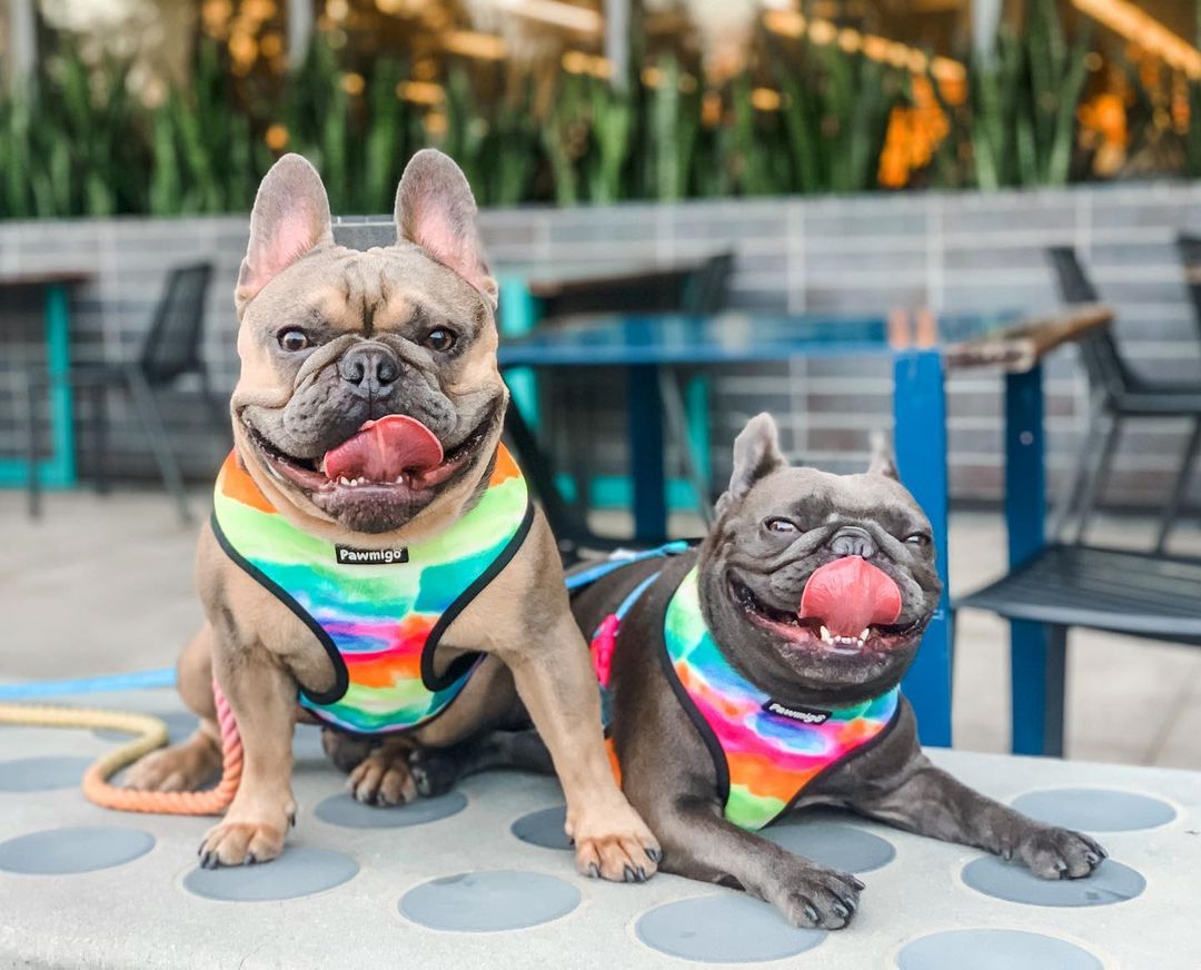 Tie-Dye For Reversible Harness - Tanks Treasures