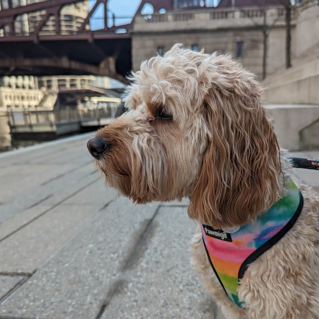 Tie-Dye For Reversible Harness - Tanks Treasures