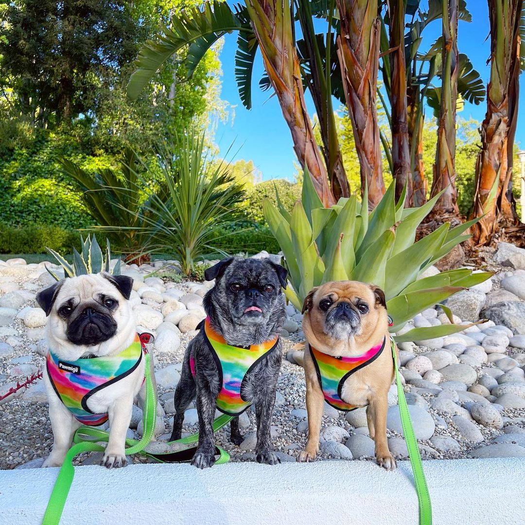 Tie-Dye For Reversible Harness - Tanks Treasures