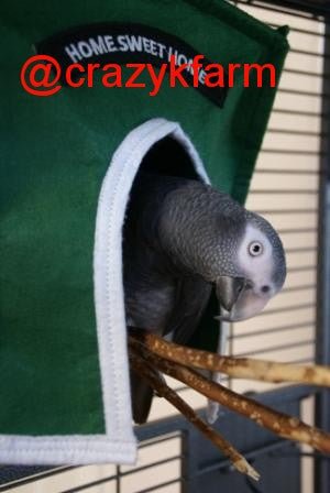 Avian Haven Hut for Pet Birds - Tanks Treasures